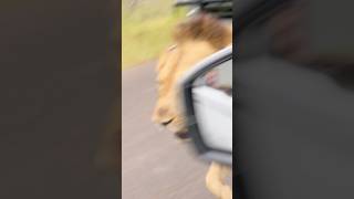 Move 86daysinkruger King coming through nature wildlife animals lion king [upl. by Yklam]