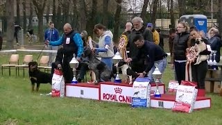 CAC izlozba pasa 2017 u Srem Mitrovici  Junior Best in Show [upl. by Esihcoc820]