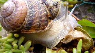 Escargot qui mange une feuille de salade [upl. by Mozza]