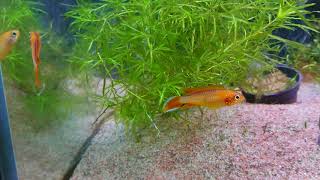 Apistogramma agassizii quotfire redquot [upl. by Beauregard]