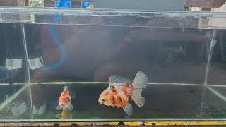 Breeding Goldfish ost mix longtail rosetail [upl. by Mariano909]