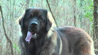 Leonberg Ice 20 mois [upl. by Ledeen]