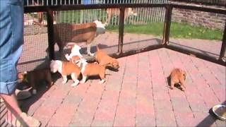 American Stafford puppies van het daalhof 2011 [upl. by Origra]