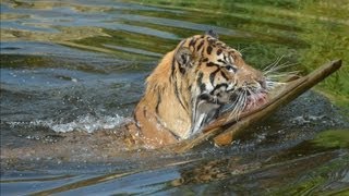 Tiger swimming lessons a roaring success [upl. by Arotahs871]