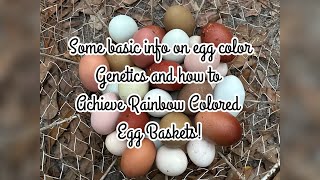 How to Breed Chickens for Pretty Egg Colors [upl. by Sethi96]