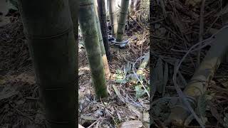 Electric Bamboo🎍 Cutting bamboo satisfying diy [upl. by Forrest161]