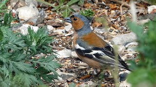 Bird Facts The Common Chaffinch [upl. by Gabel135]