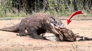 Amazing Komodo dragon hunting [upl. by Yeliw]