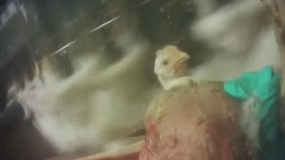 Disturbing video from chicken slaughterhouse [upl. by Belcher]