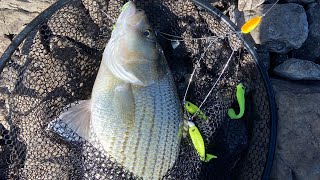 BIG Hybrid Striped Bass  Oologah Lake Dam  A Rig  Part 2 [upl. by Floeter]