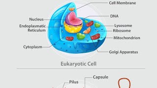 prokaryotic and eukaryotic cell structure and function prokaryoticcells eukaryotic [upl. by Yrac]