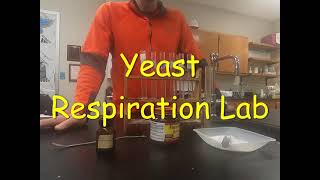 Yeast Respiration Lab [upl. by Lehcor]