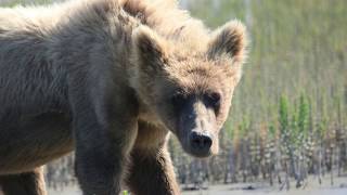 Alaska Bear Adventures fly and float excursion [upl. by Haeluj]