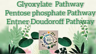 Glyoxylate Pathway Pentose Phosphate Pathway and EntnerDoudoroff Pathway [upl. by Elleral106]