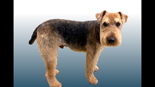 Elderly Airedale Terrier say that 5 times fast [upl. by Clippard]