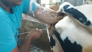 Artificial Insemination for Surabhi Cow  Holstein Friesian HF Cow AI with Gir Semen AI Details [upl. by Kirimia902]