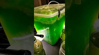 Algae project progress and harvesting biofuels sustainability experiment science microalgae [upl. by Reynold723]