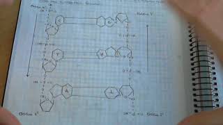 ADN y estructuras del ADN  Biologia Ácidos nucleicos Material genético [upl. by Harness457]