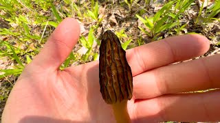 Foraging Morels amp Making Pasta 🏞️ [upl. by Concepcion]