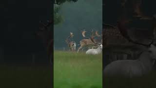 Spotting Majestic Fallow Deer Bucks In The Wild wildlife wildlifefilming birds [upl. by Valery751]