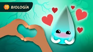 Carta de amor al H2O agua y pH Crash Course Biología 21 [upl. by Artied]