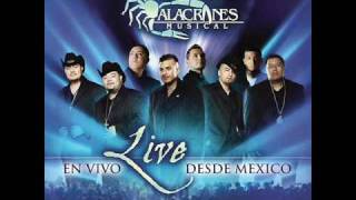 Alacranes Musical quotNo Voy A Llorarquot En Vivo Desde Mexico [upl. by Annawt]