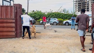 Bully Kutta tries to fight Big Boerboel at Dog Show [upl. by Eiramlatsyrk]