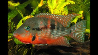 Fish Species Profile  Firemouth Cichlid Thorichthys meeki [upl. by Richey622]