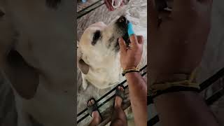 Jerrys morning brushing brushing doglover labrador dogowner shorts viral dog trending [upl. by Zsa Zsa]