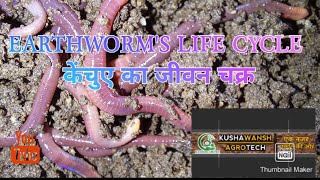 Life cycle of Eisenia Fatida earthwormकेंचुए का पूरा जीवन चक्र [upl. by Nancy]