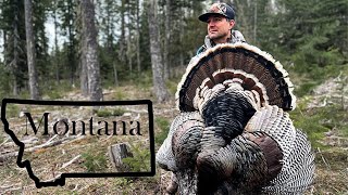 Montana Turkey Hunting Big Tom Down [upl. by Sabir789]