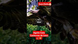 Aguila Marcial Caza Cachorros de León [upl. by Iolanthe118]