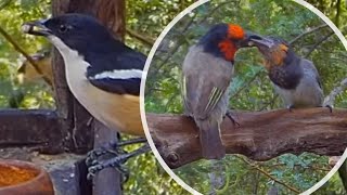 Blackcollared barbet feeding baby Green wood hoopoe Karoo thrush Southern boubou and others [upl. by Anaul]