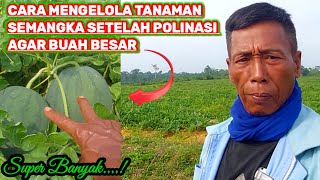 CARA MENGELOLA TANAMAN SEMANGKA SETELAH POLINASI AGAR BUAH BESAR [upl. by Atem689]