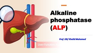 Alkaline Phosphatase ALP alp liverdisorders وظائفكبد [upl. by Odrarej811]