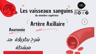 📍 Les vaisseaux sanguins  °Artère axillaire  شرح بطريقة جد مبسّطة للسنة أولى طب [upl. by Emarie362]