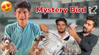 Qari Baby PitBull Ka Kaam Tamam ky Chakar Mah  Mystery Bird 🦅 Final 😍 [upl. by Kitchen38]