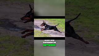 Doberman vs Miniature Pinscher vs German Pinscher  Size Differences [upl. by Grete]