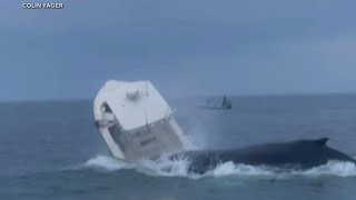 Whale surfaces capsizes fishing boat [upl. by Flann]