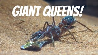 GIANT ANT QUEENS  Myrmecia brevinoda [upl. by Yllut]