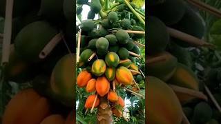 How to grow papaya at home papaya papayaplant shorts [upl. by Brathwaite]