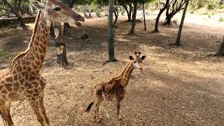 Casela National Park Mauritius walking with lions [upl. by Ragucci]