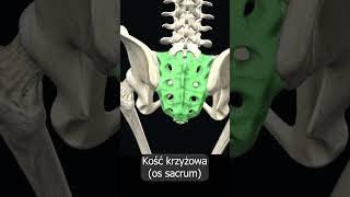 Kość krzyżowa os sacrum uczymy razem shorts anatomia medycyna 3d anatomy [upl. by Tiffie227]