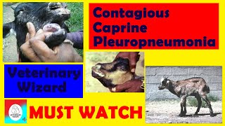 Contagious Caprine Pleuropneumonia CCPP II Etiology I Symptoms I Treatment I Prevention amp Control [upl. by Lois]