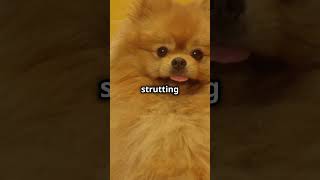 Jiffpom the Pomeranian beautifulthailand wildlife wildlifetourism americanbear travel animals [upl. by Latyrc]