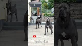 3 Curiosidades Incríveis Sobre o CANE CORSO [upl. by Voorhis]