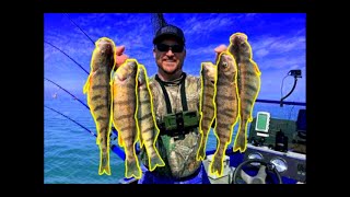 UNEXPECTED Bait Lands Multiple PB Perch3 Man Limit in 15hrs [upl. by Mezoff]