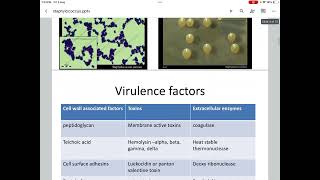 Virulence factors of staphylococcus aureus [upl. by Welles62]