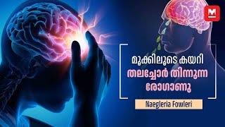 വെള്ളത്തിൽ നിന്നും മൂക്കിലൂടെ തലച്ചോറിലേക്ക് മനുഷ്യനെ കൊല്ലുന്ന അമീബ  Brain Eating Amoeba [upl. by Baudin]