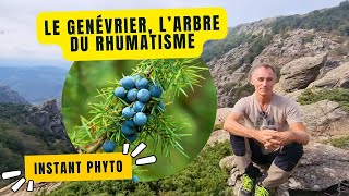 Genévrier larbre qui soulage les rhumatismes [upl. by Awad340]